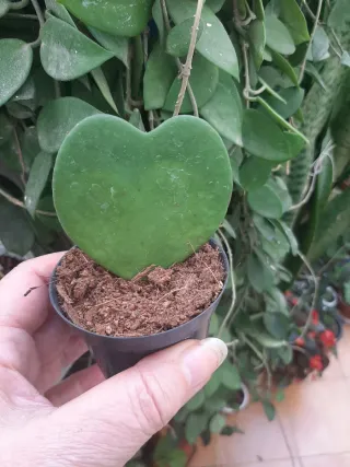 Planta Hoya Kerrii Corazón