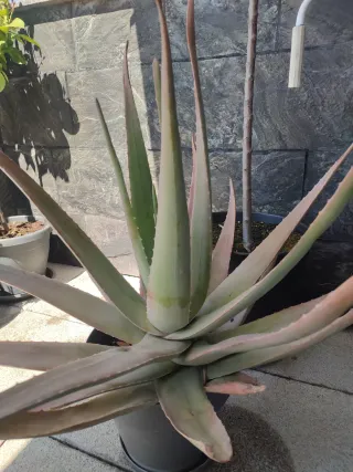 Planta Aloe Vera en Maceta
