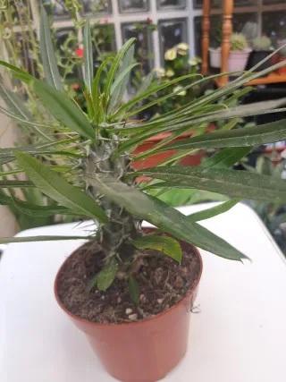 Planta Pachypodium(Palmera de Madagascar)