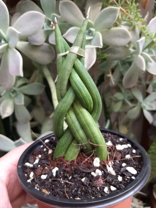 Sansevieria Trenzada Planta