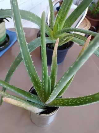 Planta Aloe Vera