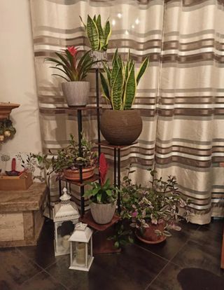 Estantería plantas madera roble alta