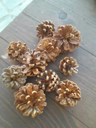 120 Pigne Piccole Naturali