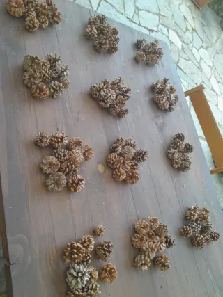 120 Pigne Piccole Naturali