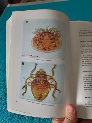 Libro apicultura Varroasis