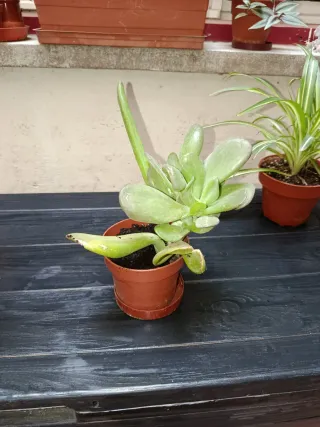 Planta del dinero 5 eur.