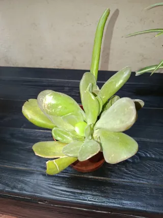 Planta del dinero 5 eur.
