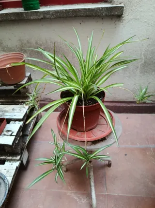 Planta del dinero 5 eur.
