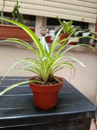Planta del dinero 5 eur.