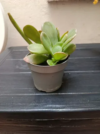 Planta del dinero 5 eur.