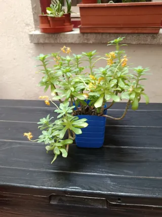 Planta del dinero 5 eur.