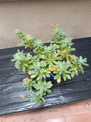 Planta del dinero 5 eur.