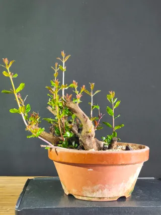 Bonsai de Granado