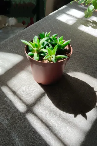 Planta Suculenta Haworthia