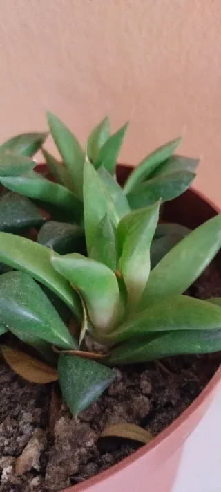 Planta Suculenta Haworthia