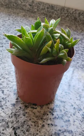 Planta Suculenta Haworthia en Maceta