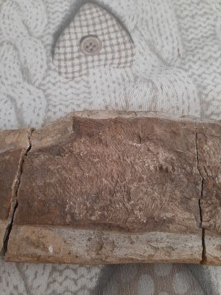Fossile di pesce antico