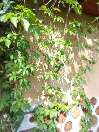 Parra virgen (trepadora)