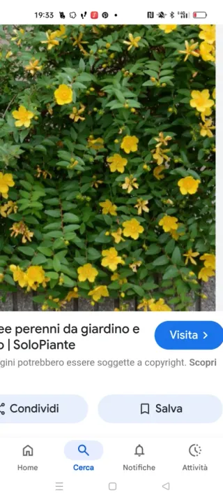 4Pianta fiore giallo iperico