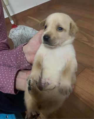 Cuido y paseo tu mascota con amor en Santander