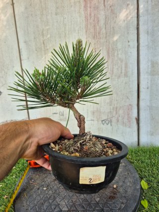 Prebonsai Pino Thunbergii KOTOBUKI502
