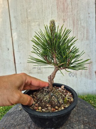 Prebonsai Pino Thunbergii KOTOBUKI502