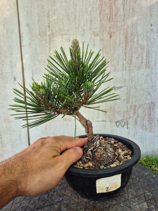 Prebonsai Pino Thunbergii KOTOBUKI502