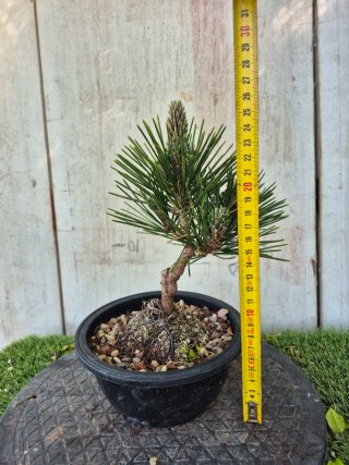 Prebonsai Pino Thunbergii KOTOBUKI502