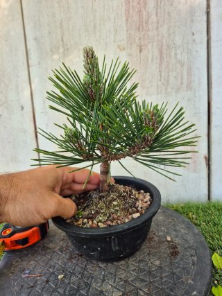 Prebonsai Pino Thunbergii KOTOBUKI502