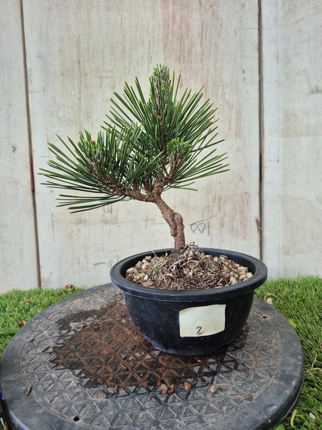 Prebonsai Pino Thunbergii KOTOBUKI502