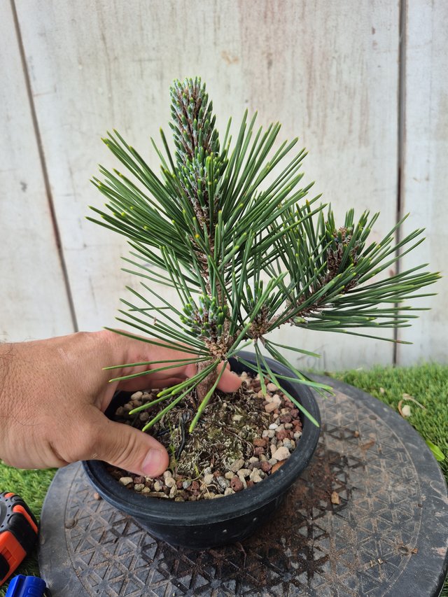 Prebonsai Pino Thunbergii KOTOBUKI502