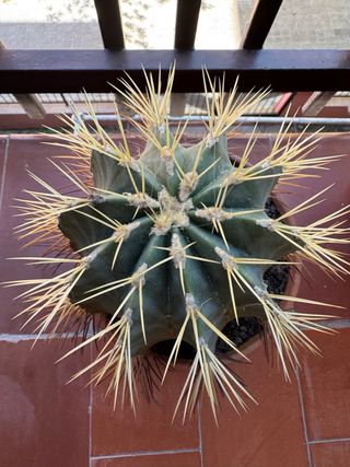Cactus grande y antiguo