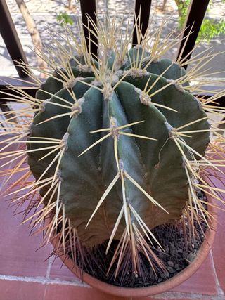 Cactus grande y antiguo