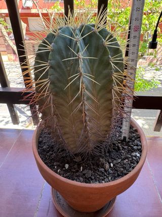 Cactus grande y antiguo
