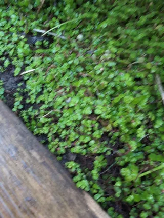 Soleirola soleiroli, planta tapizante