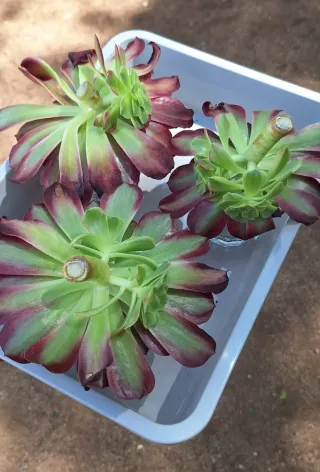 Aeonium variegado con hijos