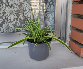 Planta de interior verde y blanca