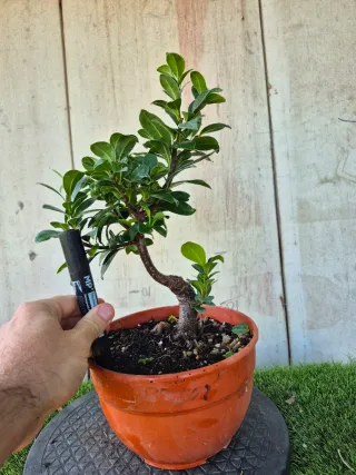 Ficus Microcarpa 302