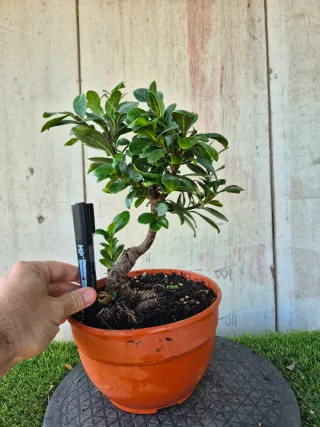 Ficus Microcarpa 302