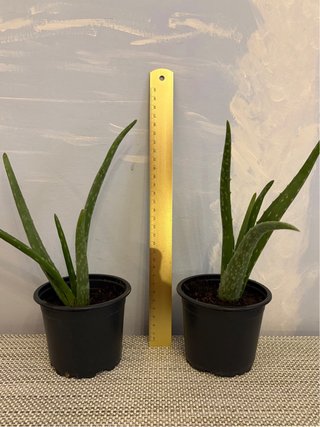 Dos plantas de Aloe Vera
