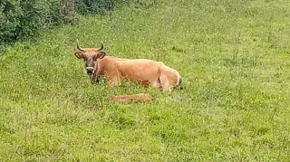 Excursión Naranco