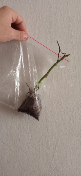 Un palo