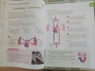 C. Naturales 6 primaria