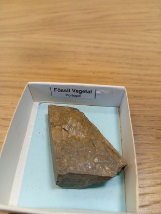 Fóssil Vegetal de Portugal