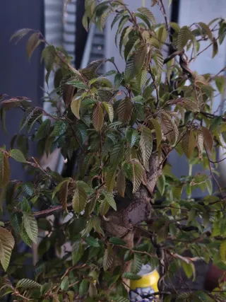 Bonsái Carpe coreano (Carpinus)