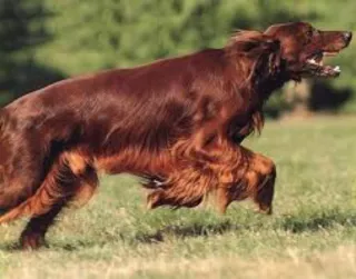 Educadora canina en Pontevedra capital