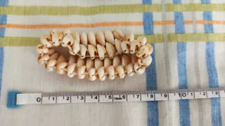 Pulsera de conchas naturales