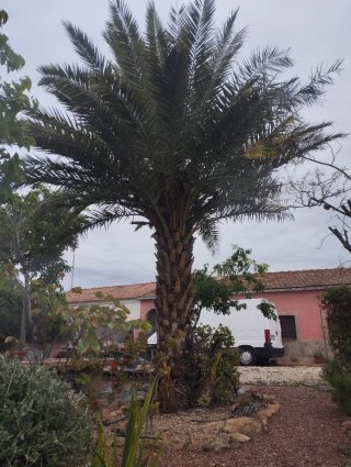 Jardinero Jardinería Mantenimiento Poda Jardín