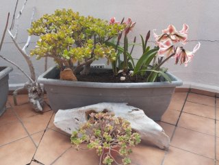 Jardinero Jardinería Mantenimiento Poda Jardín