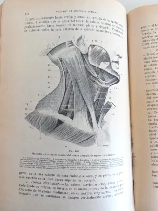 Atlas de anatomia